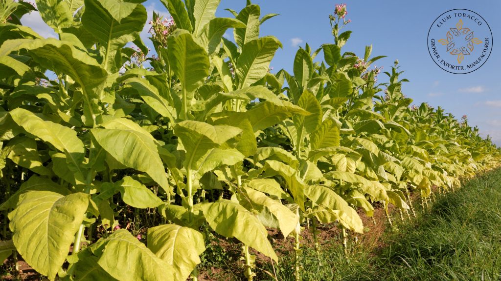 Elum Tobacco