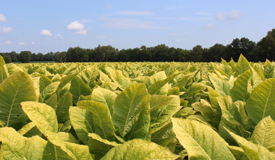 Sun cured tobacco burley