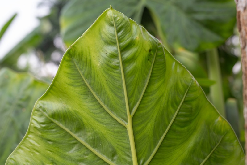 Virginia-Tobacco-Leaves