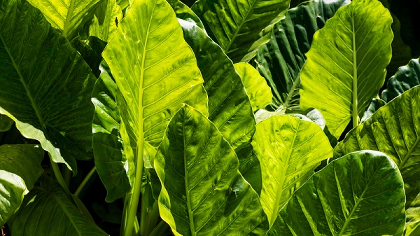 Virginia-Tobacco-Leaves