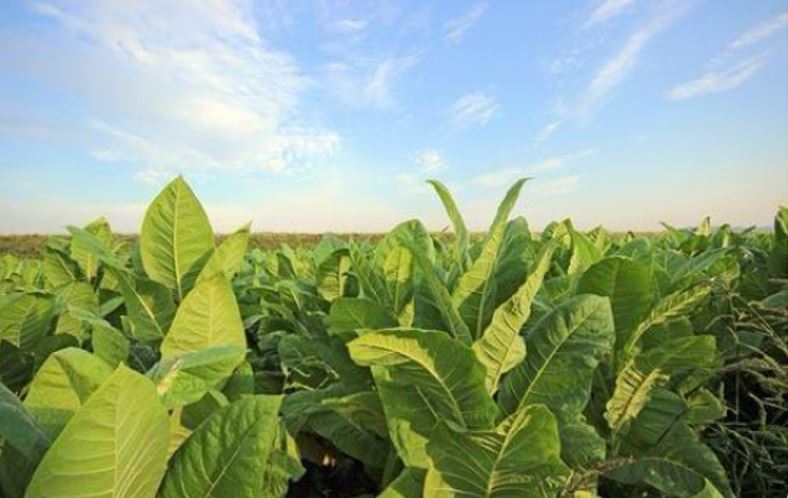 elum tobacco
